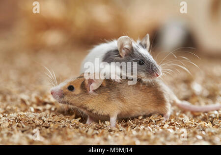Fancy Mouse. Pair of adult males playing. Germany Stock Photo