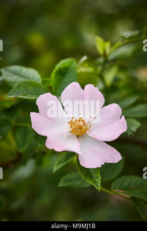 Common Briar, Dog Rose (Rosa canina), flower. Germany Stock Photo