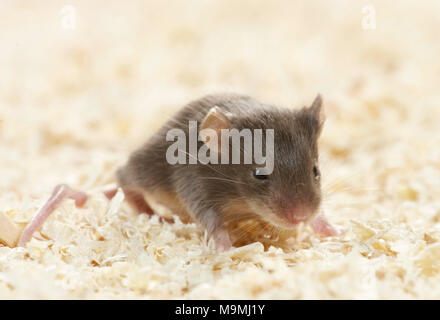 Fancy Mouse. Young (14 days old) in wood shavings. Germany . Stock Photo