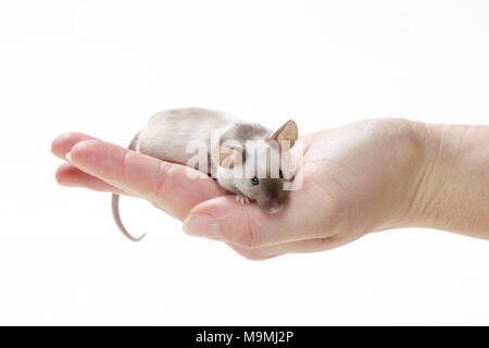 Fancy Mouse. Adult on a hand. Studio picture against a white background Stock Photo
