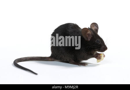 Black 2024 fancy mouse