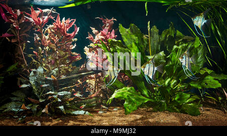 Freshwater Aquarium Freshwater Angelfishes (Pterophyllum scalare) and Firehead Tetras (Hemigrammus bleheri). Germany . Stock Photo