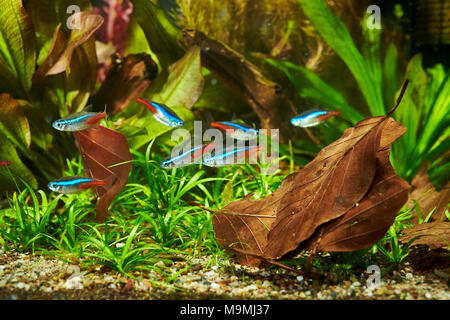 Freshwater Aquarium with Neon Tetras (Paracheirodon innesi). Germany Stock Photo
