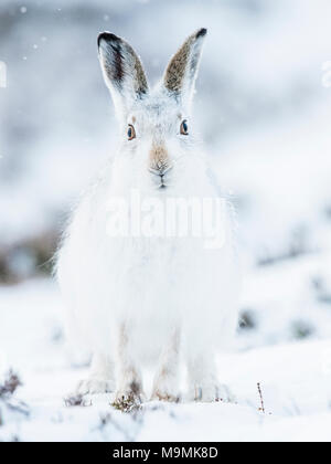 Mountain hare (Lepus timidus) sitting in snow, winter coat, Cairngroms National Park, Scottish Highlands, Scotland Stock Photo