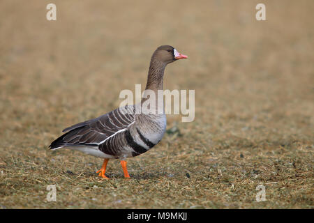 Greater white-fronted goose (Anser albifrons) stands in a meadow in wintering area, Bislicher Insel, North Rhine-Westphalia Stock Photo