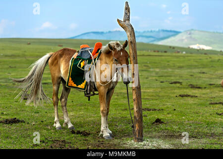 A bridled horse with a traditional saddle is tied to a pole in the steppe, near Erdenet, Mongolia Stock Photo