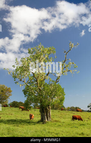Cattle on pasture, tree with tree moss, Plateau de Taravao, Tahiti Iti, society islands, Windward Islands, French Polynesia Stock Photo