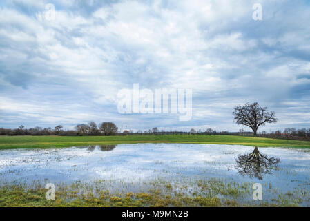Moody spring scenery with a stormy sky, a green meadow and a single big tree reflected in the water of a small pond, in Schwabisch Hall, Germany. Stock Photo