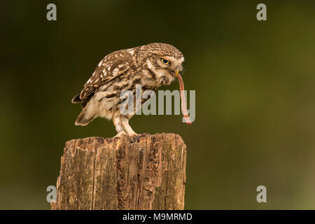Little owl (Athene noctua), feeding, earthworm as prey, Rhineland-Palatinate, Germany Stock Photo