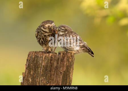 Little owl (Athene noctua), adult bird with young animal, feeding, earthworm as prey, Rhineland-Palatinate, Germany