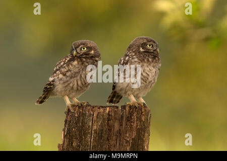 Little owl (Athene noctua), Young birds, Rhineland-Palatinate, Germany