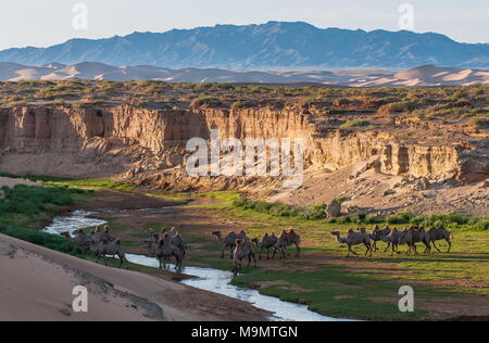 Flock of camels (Camelidae) drinking at a creek, Gobi desert, Mongolia Stock Photo