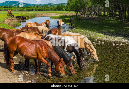 Flock of horses drinking water from a river, Mongolia Stock Photo