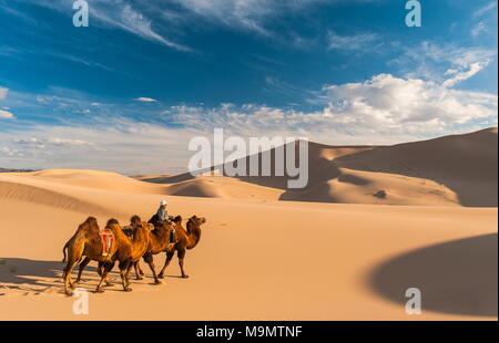 Nomad with camels (Camelidae) riding through the sand dunes, Gobi desert, Mongolia Stock Photo