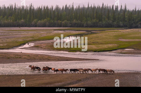 Flock of wild horses crossing the riverbed of Tuul river, Gorkhi-Terelj National Park, Mongolia Stock Photo