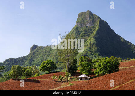 Agricultural land, arable land, cultivation, in the mountainous highlands, Moorea, society islands, Windward Islands Stock Photo