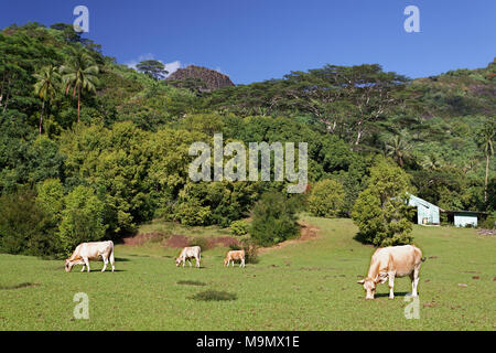 Cows grazing on pasture in the highlands, Moorea, Society Islands, Windward Islands, French Polynesia Stock Photo