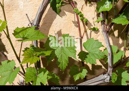 Riverbank Grape, Doftvin (Vitis riparia michx) Stock Photo