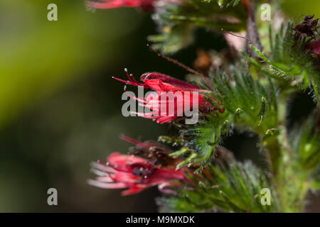 Russian Bugloss, Röd snokört (Echium russicum) Stock Photo