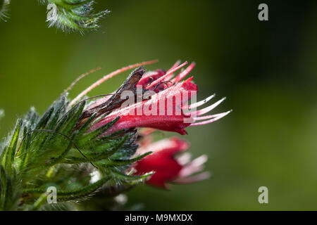 Russian Bugloss, Röd snokört (Echium russicum) Stock Photo