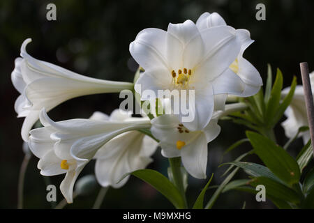 Trumpet Lily, Kungslilja (Lilium regale) Stock Photo