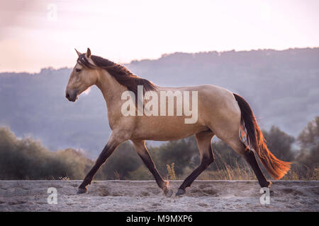 Andalusian horse, Mare (Equus) trotting on clay court, Switzerland Stock Photo