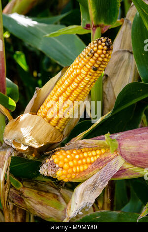 Ripe yellow corn cobs ready to harvest on farmer field Stock Photo - Alamy