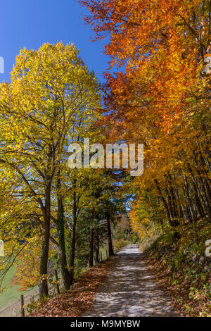 Forest trail through autumnal forest, Kaumberg, Lower Austria, Austria Stock Photo