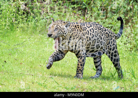 Jaguar (Panthera onca) yawning with tongue out, Pantanal, Mato Grosso, Brazil Stock Photo