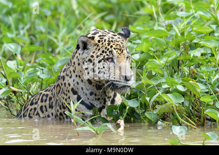 Jaguar (Panthera onca) hunting in water for cayman, Pantanal, Mato Grosso, Brazil Stock Photo