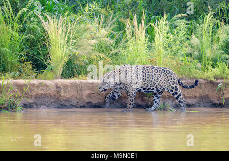Jaguar (Panthera onca) walking on riverbank, Pantanal, Mato Grosso, Brazil Stock Photo