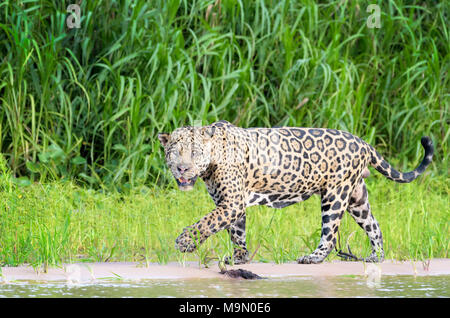 Jaguar (Panthera onca) walking on riverbank, looking at camera, Pantanal, Mato Grosso, Brazil Stock Photo