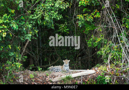 Jaguar (Panthera onca) lying down on riverbank, looking at camera, Pantanal, Mato Grosso, Brazil Stock Photo