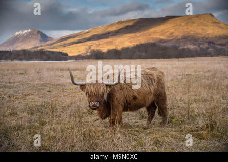 Highland cattle in Scotland Stock Photo