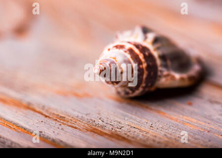 Seashell on wooden background close Stock Photo