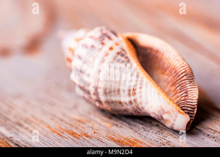 Seashell on wooden background close Stock Photo