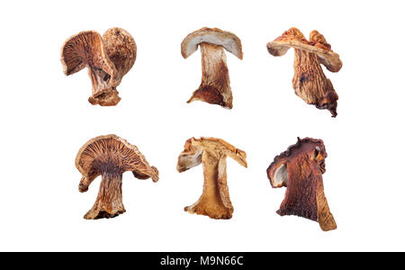 dried mushrooms isolated on white background Stock Photo