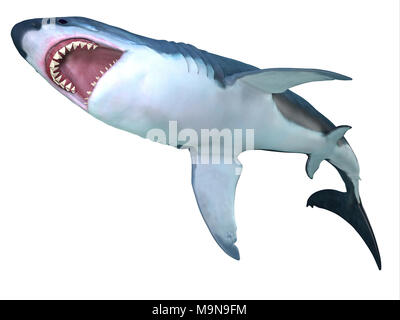 Megalodon Shark Underbelly - The prehistoric Megalodon shark could grow to be 82 feet in length and lived during the Miocene to the Pliocene Periods. Stock Photo