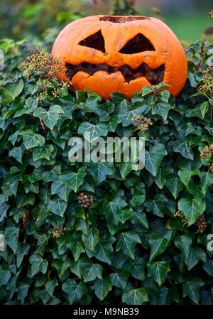 Orange carved Halloween pumpkin scary face on ivy covered wall in Shrewsbury, Shropshire, England Stock Photo