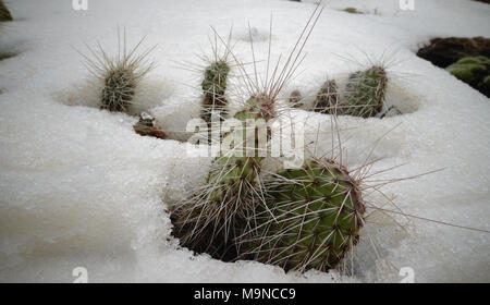 Hibernating in the open ground cacti, in the spring under the snow Stock Photo