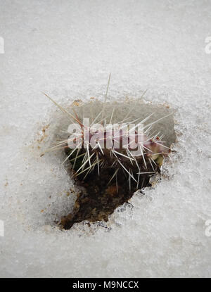 Hibernating in the open ground cacti, in the spring under the snow Stock Photo