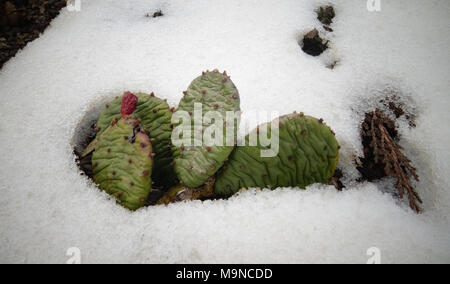 Hibernating in the open ground cacti, in the spring under the snow Stock Photo