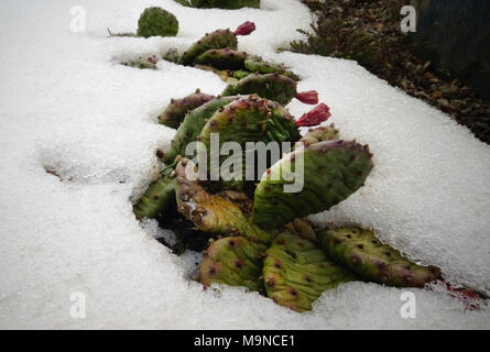 Hibernating in the open ground cacti, in the spring under the snow Stock Photo