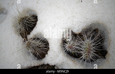 Hibernating in the open ground cacti, in the spring under the snow Stock Photo