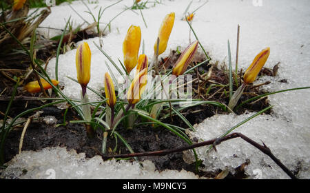 Crocuses, spring flowers sprout from the snow Stock Photo