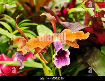 Detail of an orange and purple Cattleya orchid in a tropical garden Stock Photo