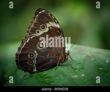 Blue Morpho Neotropical Butterfly found mostly in South America is bright blue on the back of his wings and patterned when closed. Stock Photo