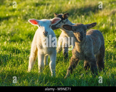 Three Little Lambs Stock Photo