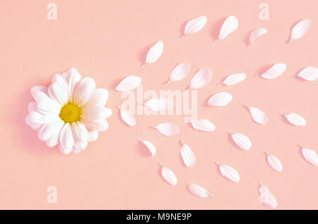 Spring or summer background with copy space for text. Chamomiles white flower with yellow heart and petals. Top view. Flat lay. Stock Photo