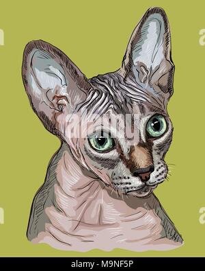 Vector outline colorful portrait of hairless curious Colorful Sphynx Cat in pink and grey colors. Hand drawing illustration isolated on green backgrou Stock Vector